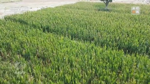 焦点访谈丨铆足干劲 加快建设农业强国