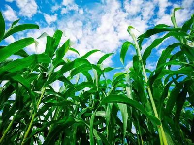隆平高科139个品种通过国家审定 持续提升种源自主可控水平