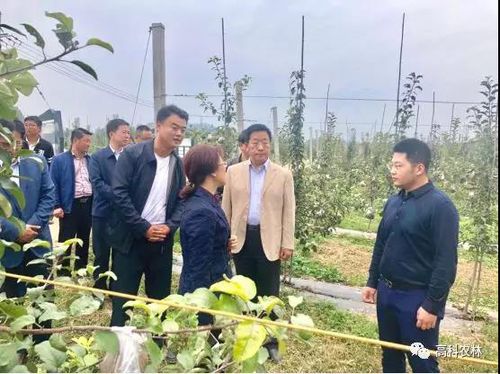 高科农林欢迎平凉市委领导马琨深入高科农林自有基地进行调研