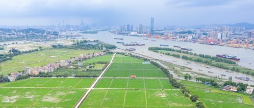 袁隆平院士领衔 中国水稻的黄埔军校在广州正式启动
